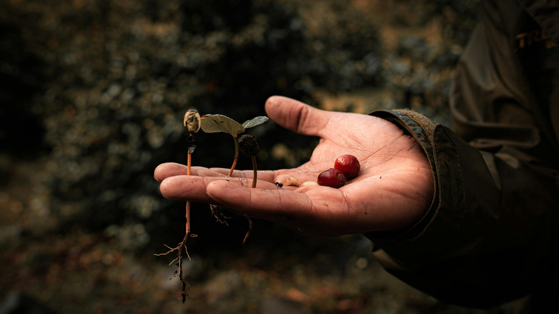 Exploring Coffee Farms That Protect Biodiversity