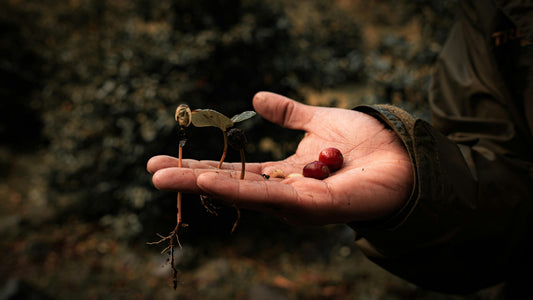 Exploring Coffee Farms That Protect Biodiversity