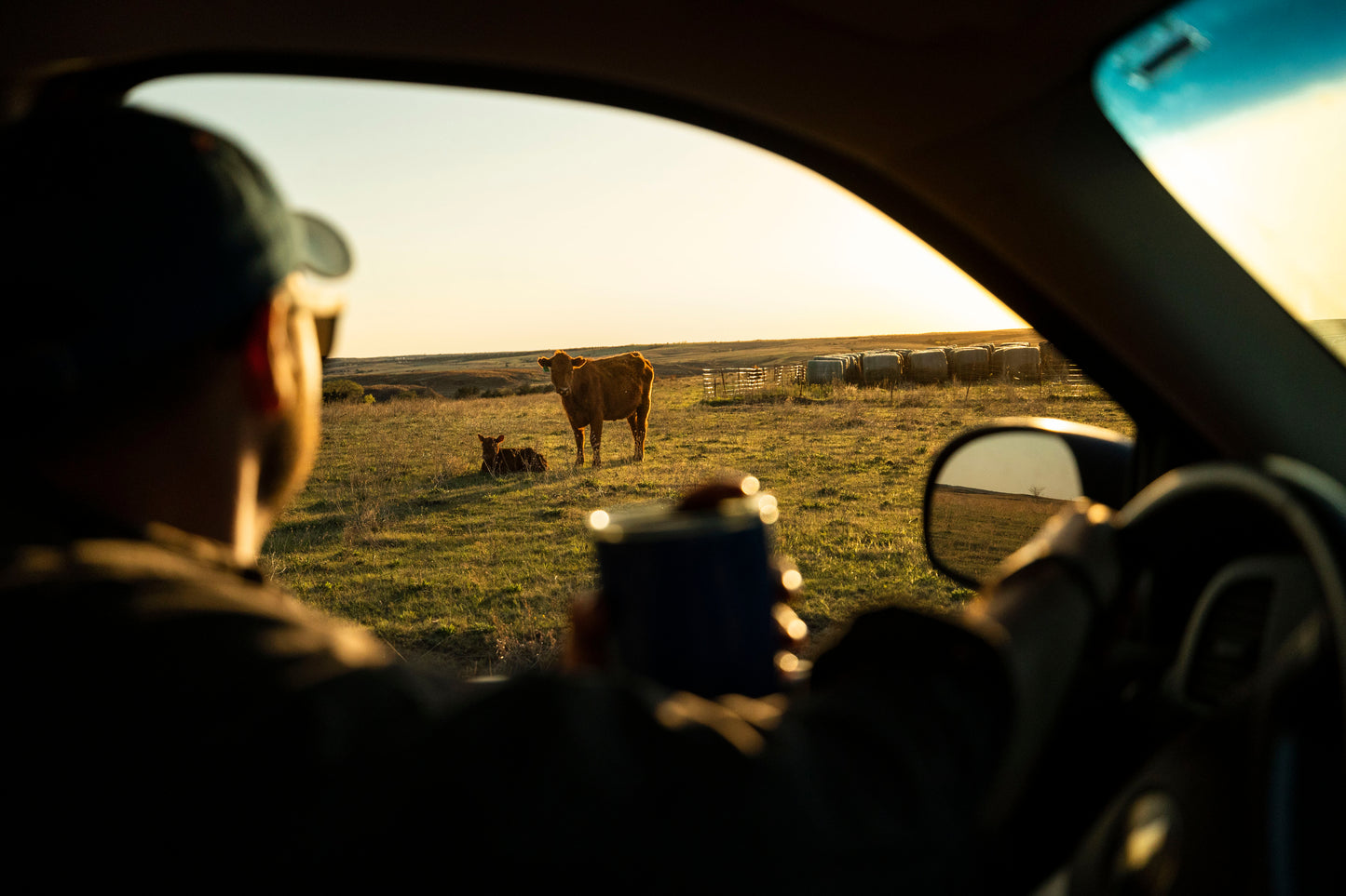 Person taking a photo of cows from inside a vehicle
