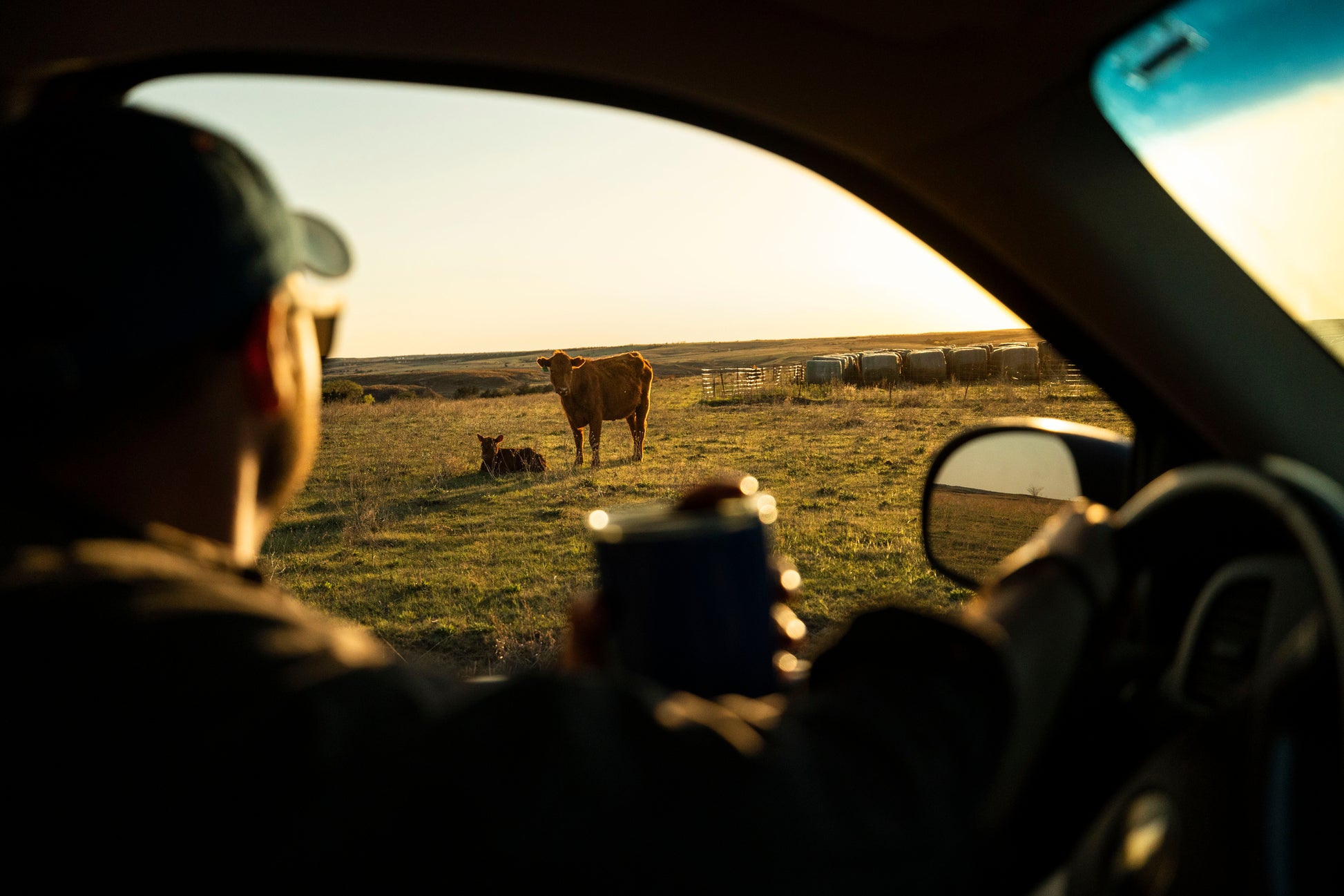 Person taking a photo of cows from inside a vehicle